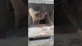 The Most Funny  Pigpets #shorts #youtubeshorts #ytshorts #viral #piggy #piglover #shortsfeed #fyp