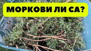 Бурените ни нападат отново! Как се сади праз? Екипна работа на село.