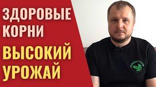 Здоровые корни — ключ к получению высокого и стабильного урожая