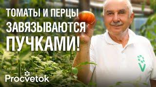 САМАЯ ВАЖНАЯ ПОДКОРМКА ТОМАТОВ И ПЕРЦЕВ ВО ВРЕМЯ ЦВЕТЕНИЯ для увеличения урожая!