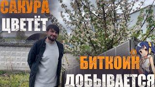 Халвинг убил биткоин? окупаемость никогда? что делать с whatsminer M50 / M30 , L7 победил. #btc