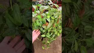 MONSTERA SILTEPECANA