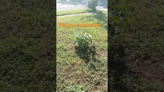 Frontyard garden #plants #watermelon #corn #blueberry #ihavethisthingwithplants #greenthumb #nature