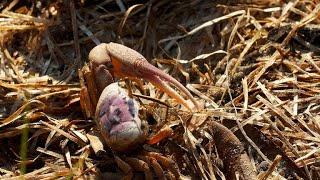 Why the Size of a Male Fiddler Crab's Claw Matters (4K)