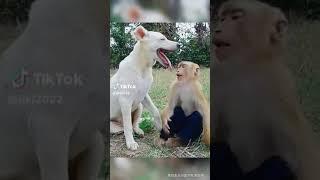 monkey and dog animal love