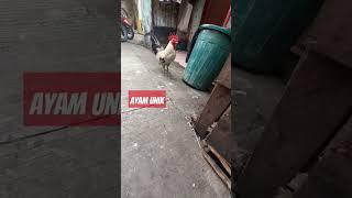 #realvideo ayam unik#shorts