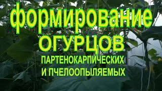 ФОРМИРОВАНИЕ ПАРТЕНОКАРПИЧЕСКИХ И ПЧЕЛООПЫЛЯЕМЫХ ОГУРЦОВ В ТЕПЛИЦЕ.