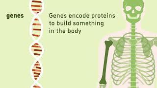 What are genes? | Animation | Minute to Understanding | The Jackson Laboratory