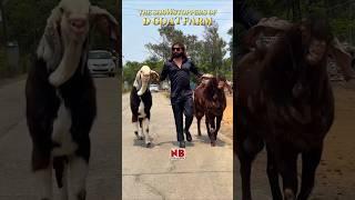 Sabse Bada Shaukeen️ #bakraeid #bakraeid2025 #bakraeidspecial #bakra #goats #trending #biggoats