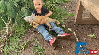 Agarramos unas iguanas en Culiacán Sinaloa