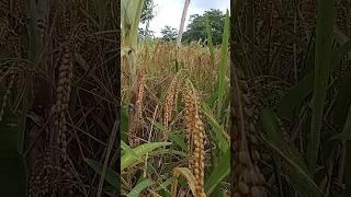 Palay kaingin #shortsfeed #ricefield #provincelife #buhayprobinsya #kaingin #shorts #anihan #nature