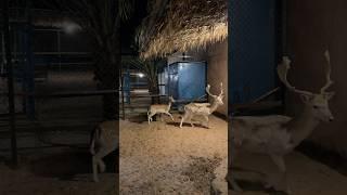 മാനിന് ഹാൻഡ് ഫീഡ് ചെയ്തപ്പോൾ | Hand feeding #deer - Travel with shaz