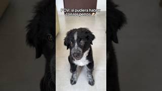 Mi perro puede hablar ️