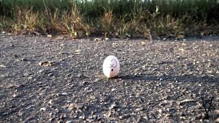 Crush Eggs Slow Motion Vans (Helga Li)