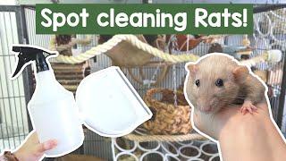 How I spot clean my Rat cage | Clean with me!