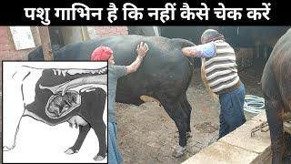 how to check animal PD || cow and buffalo ki pregnancy check kaise kare || animal PD check