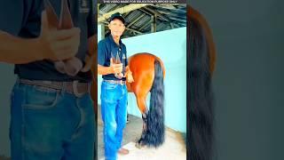 Poor family man cuts hair on his horse's tail every day, what's the secret?