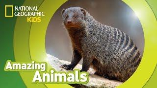 Banded Mongoose | Amazing Animals