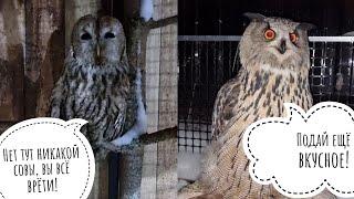 Stubborn owl-ninja Makita does not have dinner and cozy owl-winter Yoll has dinner