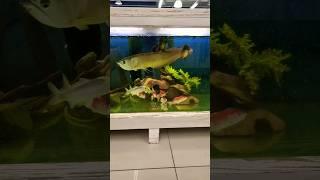 Arowana #aquariumhobby #monsterfish #arowana