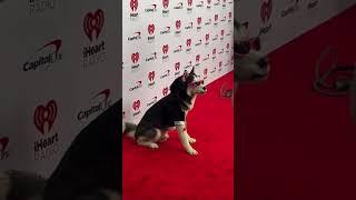 SWAGGY WOLFDOG AT A RED CARPET