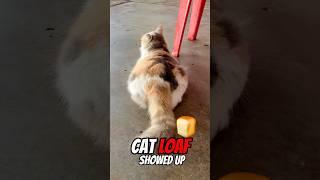 LOAF Check For A Stray Cat  #malaysia #shorts