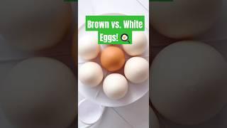 Brown vs. White Eggs: What’s the REAL Difference?