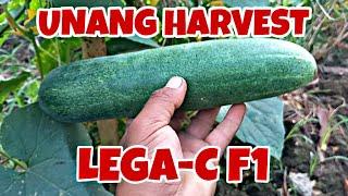 LEGA-C F1 EAST WEST SEEDS FIRST HARVEST