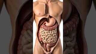 Human Digestive System