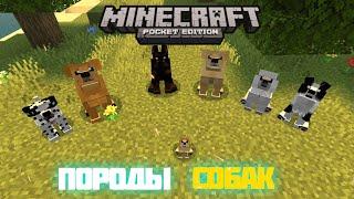 ЛУЧШИЙ! МОД НА НОВЫЕ ПОРОДЫ СОБАК ДЛЯ MINECRAFT PE/BE 1.17+