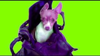 Dog training tutorial: how to purse train / crate train a dog