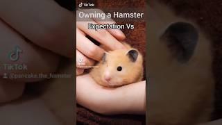 Expectation Vs Reality of Owning a Hamster! - Funny Pets 