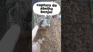 Abelha benjoi  entrou com formiga e tudo no ninho isca , tirando dúvidas dos inscritos #shotrs