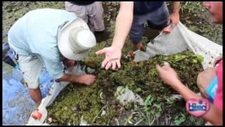 Collecting Native Florida Fish