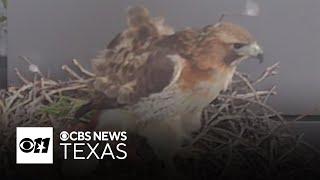 Hawk's nest pauses hospital construction in Dallas