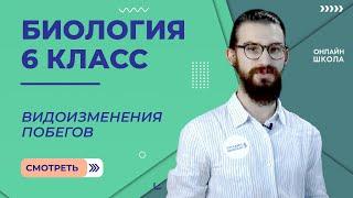 Видоизменения побегов. Урок 10. Биология 6 класс