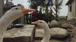 Turkey Bird behaviours | Animal Lifetime