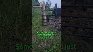 Sometimes I even annoy myself with my made-up songs #funny #funnyvideo #farming #cute