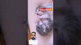 Cutest cat#shortvideo #ytshorts