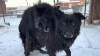 Вязка собак на морозе / Геркулес сам вяжет невесту / Mating dogs in the cold (German shepherd)