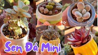 SEN ĐÁ Trồng Chậu Mini : Succulents in mini size pot - Australia