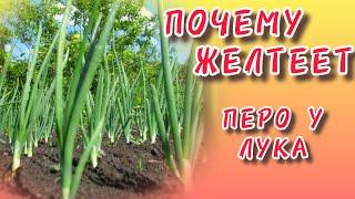 Почему желтеет перо лука! What to do!  Why is the onion feather turning yellow! How to fix it!