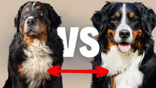 Male Bernese Mountain Dog VS Female Bernese Mountain Dog