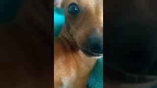 #livia #dog