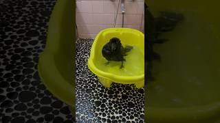 水浴びとバサバサ水を切るハッピー　#カラス #crow #karasu #かわいい #癒し  #日常 #水浴び  #鳥 #ハシブトガラス #カラスの行水