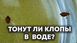 Погибают ли КЛОПЫ В ВОДЕ?