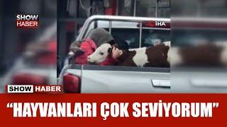 Hasta buzağısı 'korkmasın' diye kamyonetin kasasında sarılarak veterinere götürdü!