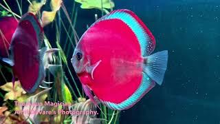 Blue Rim Discus fish