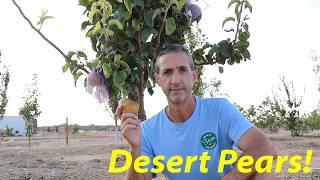 Growing & Harvesting Pears in the Desert