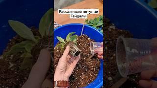 Вторая пикировка петунии в 0,5 л. Как пересадить петунии. Петунии для черенкования. Петунии Тайдал.
